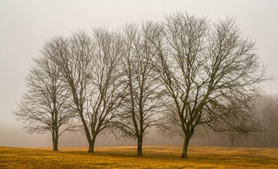 Leafless trees in the meadow against the background of the misty sky. - obrazy, fototapety, plakaty