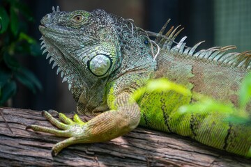 Close-up macro of a green iguana on a wooden branch