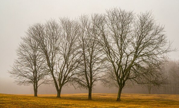 Leafless trees in the meadow against the background of the misty sky.