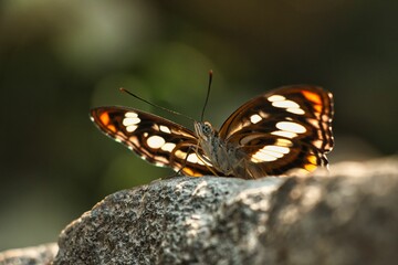A Brush-footed butterfly sitting on rock with outstretched wings under rays of sun in garden