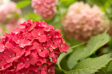 Fresh hortensia bright red flowers and green leaves background.