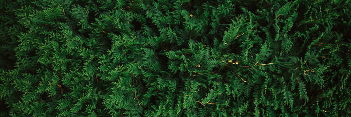 Abstract green thuja