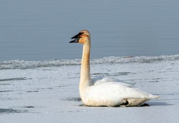 A pair of tundra swans sitting on the icy lake 