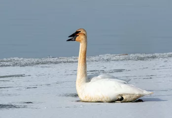 Foto op Aluminium A pair of tundra swans sitting on the icy lake  © Matthew Jolley 