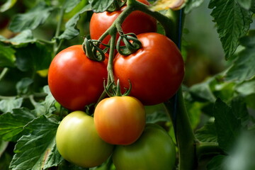 Beautiful red ripe tomatoes grown in a farm greenhouse. Ripe red organic tomato in greenhouse. Beautiful heirloom tomatoes