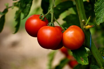 Beautiful red ripe tomatoes grown in a farm greenhouse. Ripe red organic tomato in greenhouse. Beautiful heirloom tomatoes