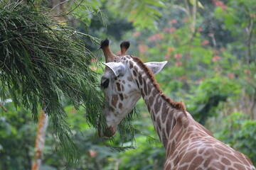 The giraffe, Giraffa camelopardalis, is an African artiodactyl mammal, the tallest living...