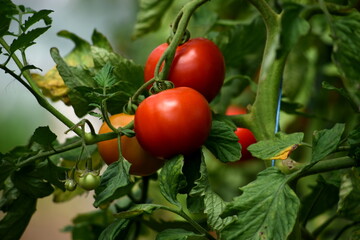 Beautiful red ripe tomatoes grown in a farm greenhouse. Ripe red organic tomato in greenhouse. Beautiful heirloom tomatoes