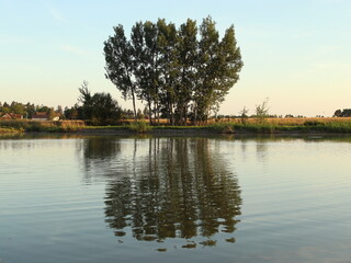  trees by a pond in the setting sun