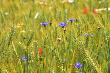 Summer blooming fields, flowers, field flowers