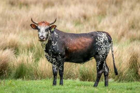 Selective focus shot of a Nguni bull in the field