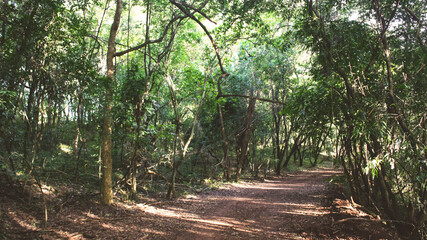 path in the middle of the closed forest