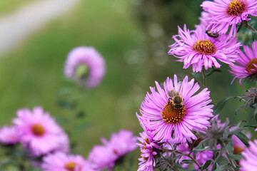 Obraz premium bee on a flower