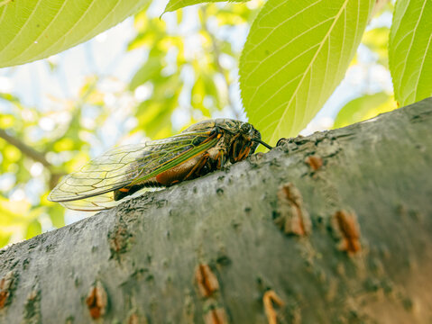 クマセミ の画像 914 件の Stock 写真 ベクターおよびビデオ Adobe Stock クマセミ の画像 914 件の Stock 写真 ベクターおよびビデオ Adobe Stock