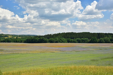 Summer blooming fields, flowers, field flowers
