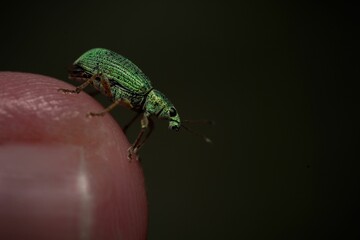 Macro shot of a leaf weevil on a finger