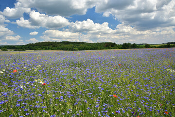 Summer blooming fields, flowers, field flowers