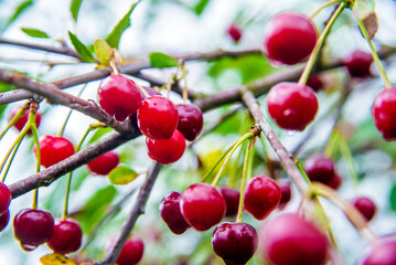 branch red cherries ripen in the garden of a country
