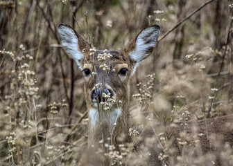 White tailed deer in the woods