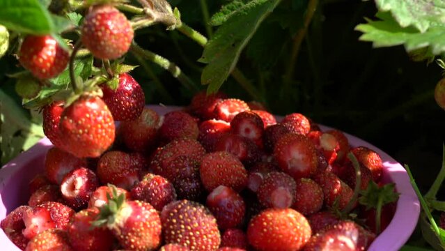 A full cup of strawberries picked from a bush in the garden