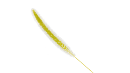 green foxtail grass png image