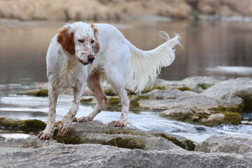English Setter auf kleinem Wasserfall