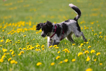 Hund rennt in einer Butterblumen Wiese