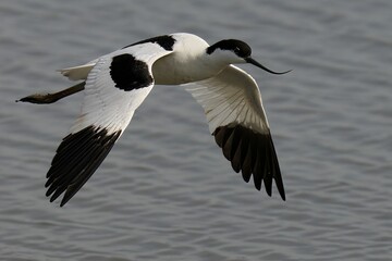 Closeup view of the Pied Avocet flying over a lake