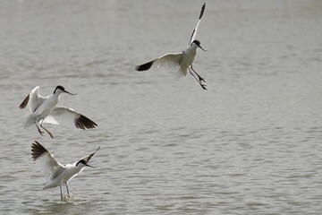 View of the Pied Avocets flying over a lake