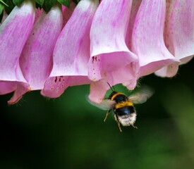 Closeup shot of the bee approaching the fox glove flower
