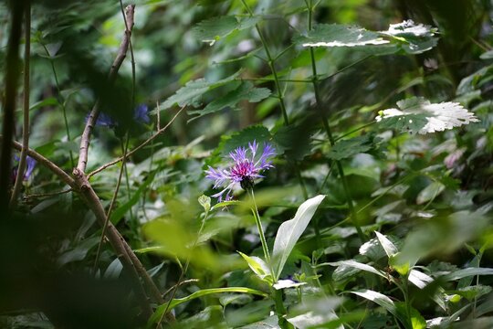 Selective focus shot of a purple pink stokes aster flower surrounded with green plants