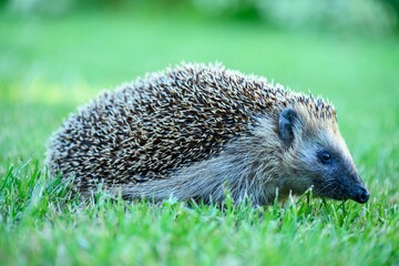 Closeup shot of a small European hedgehog on the grass in a park in daylight © Philip Frising/Wirestock Creators
