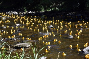 Gelbe Quietschentchen auf dem Wasser