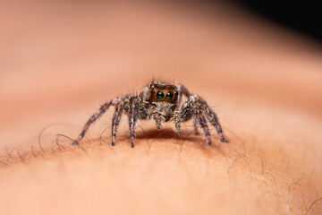 Jumping spiders on human skin, active during the day eat different types of small insects ,Small...