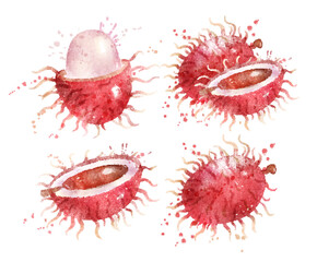 Watercolor vector illustration set of Rambutan fruit