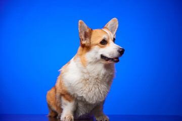 Happy Welsh Corgi Pembroke dog sitting on an isolated blue background. Place for advertising.
