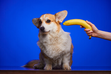 Hungry Welsh Corgi Pembroke dog and yellow banana on blue background. A human hand poking the dog...