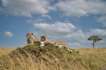 Scenic view of East African cheetahs lying on a green hill in a savanna