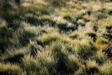 Top view of Dewey Grass under sunlight