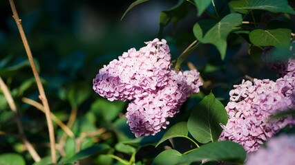 Closeup view of lilac flowers in the garden on a sunny day