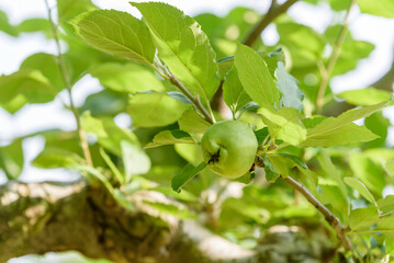 Apple tree and green apple, Young fruits of apple, on the branch