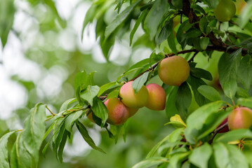 Young fruits of a Japanese plum tree, on the branch