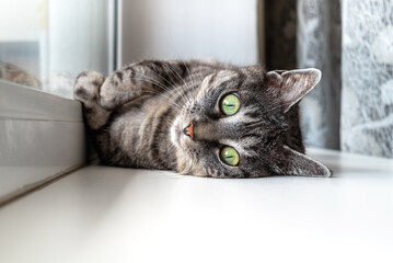 Cute grey tabby cat lies on a window sill, looks straight at the camera
