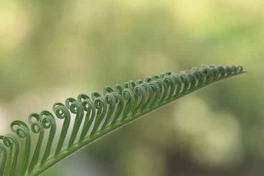 Circinate vernation of a young leaf of Cycas revoluta