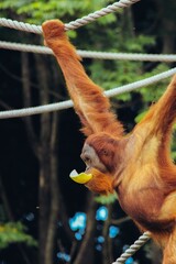 Vertical shot of an orangutan with food in its mouth hanging on a rope © Canon Shooter/Wirestock Creators