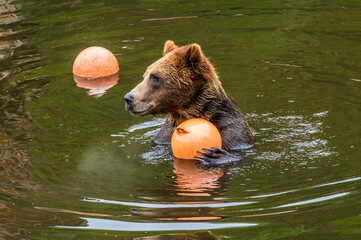 A view of a Brown bear having a swim with a pair of  buoys on the outskirts of Sitka, Alaska in...