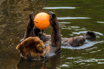A view of a Brown bear laid back playing with a  buoy on the outskirts of Sitka, Alaska in...