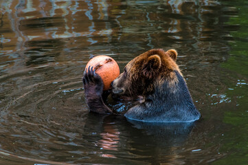Fototapeta premium A view of a Brown bear holding a buoy on the outskirts of Sitka, Alaska in summertime