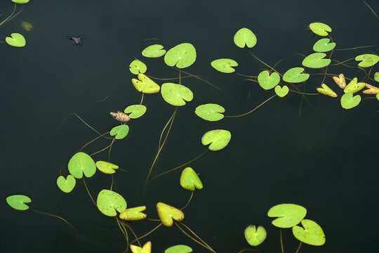 浮草 Images Browse 573 Stock Photos Vectors And Video Adobe Stock