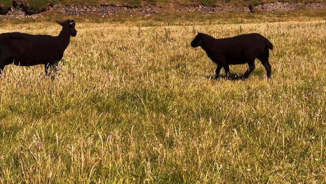 Two black wild sheep walking in the wild grass on a sunny day